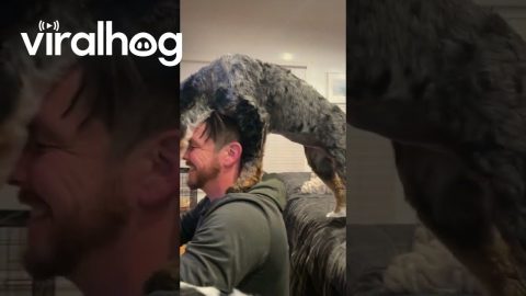 Naughty Dog Wants a Bite || ViralHog
