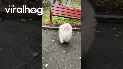 Little Dog Walks on His Front Paws || ViralHog