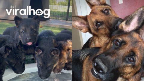 The Cutest German Shepherds You've Ever Seen || ViralHog