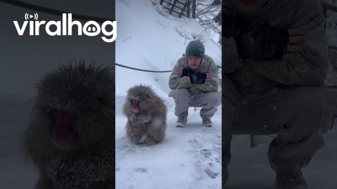 Snow Monkeys Soak In Japanese Hot Springs || ViralHog