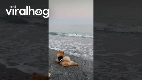 Pomeranian Belly Swims On Beach || ViralHog