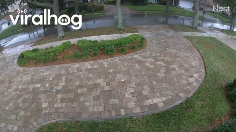 Lightning Strikes Oak Tree And Scatters Debris || ViralHog