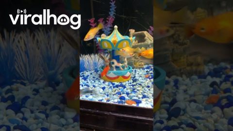 Pet Store Shenanigans || ViralHog