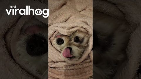 Three Dog Noses Under a Blanket || ViralHog