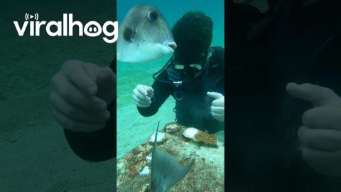 Marine Biologist ASMR || ViralHog
