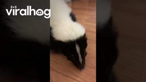 Pet Skunk Loves Whipped Cream || ViralHog