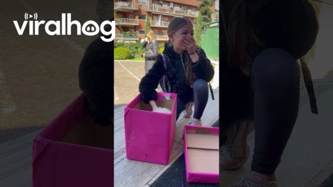 Girl Receives a Special Puppy Surprise || ViralHog