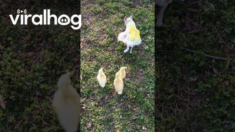 Ducklings Follow a Cute Dog in a Cute Outfit || ViralHog