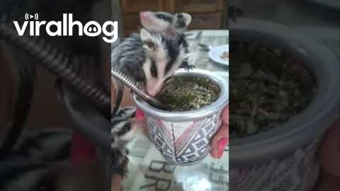 Sharing a Drink With Orphaned Opossum Babies || ViralHog