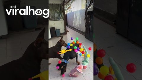 Doberman Celebrates Birthday With Pinata || ViralHog
