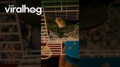 Fast and the Furriest Hamster || ViralHog