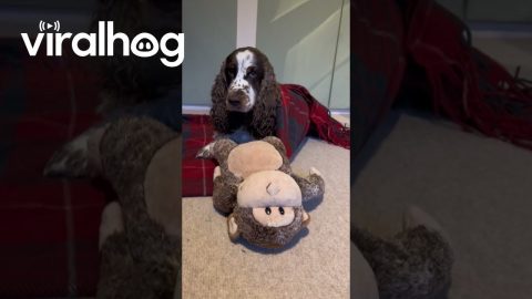 Bonnie Spaniel Is Ready For Bedtime Stories || ViralHog