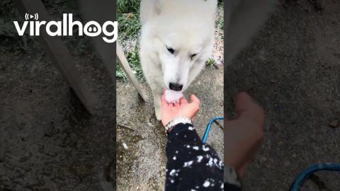 Dog Sees Snow For the First Time || ViralHog