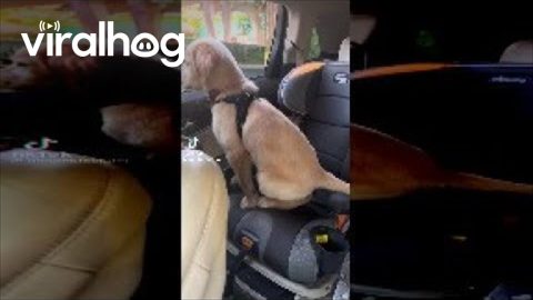 Puppy's First Time Picking Up His Favorite Person From School || ViralHog
