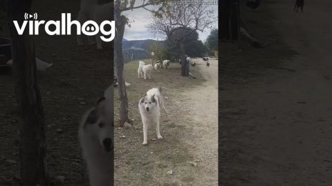 Playful Sheep Chase Dog Shepherds || ViralHog