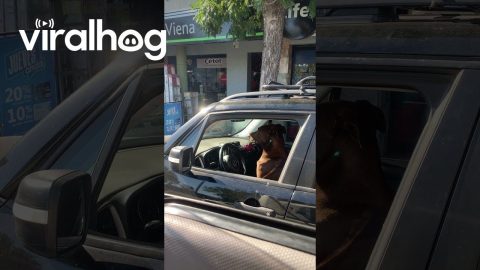 Dog Pretends to Be A Driver || ViralHog