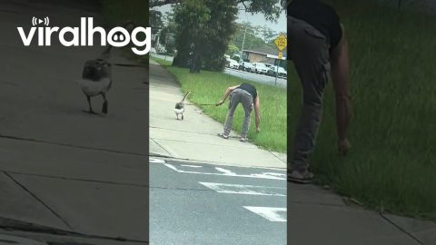 Just Taking My Goose for a Walk || ViralHog