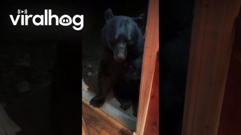 Mr. Doorman the Bear Pays Woman a Visit || ViralHog