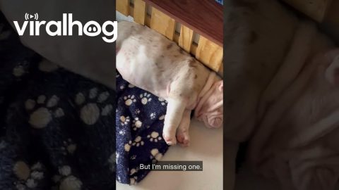 Bulldog Puppy Hides In Cozy Sofa Hammock || ViralHog