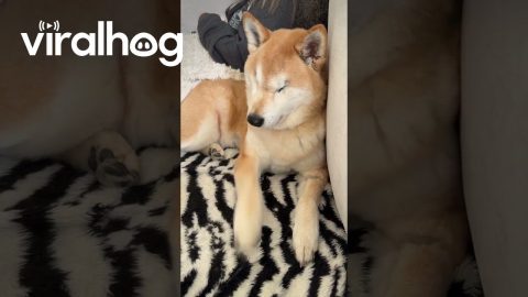 Blind Shiba Inu Wants All the Pets || ViralHog