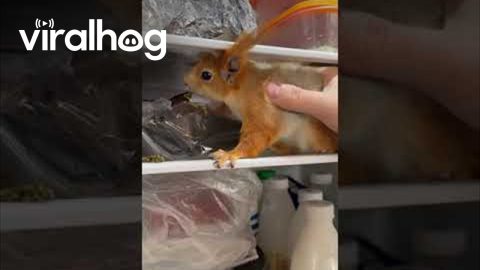 Baby Squirrel Forages In Fridge || ViralHog