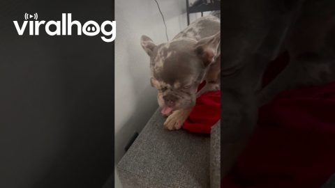 Coming Home to This Always Brightens My Day || ViralHog