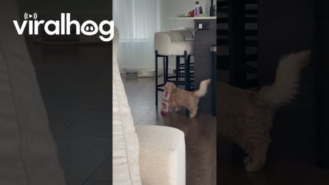 Orange Cat Caught Red-Handed Sneaking Treats || ViralHog