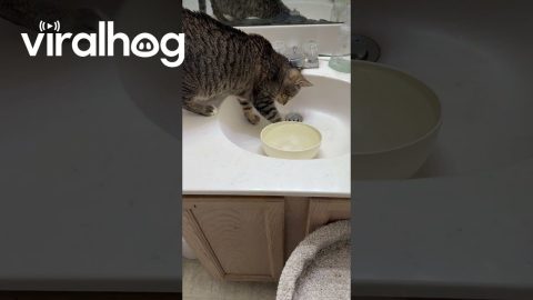 Cat Tries to Catch Water || ViralHog
