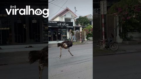 Ostrich Runs With Traffic || ViralHog