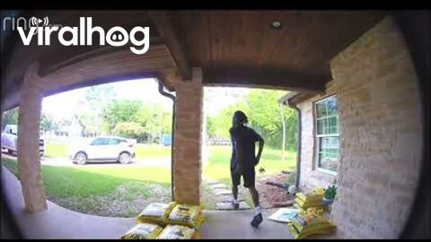 Package Carrier Startled By Dogs Jumps on Van || ViralHog