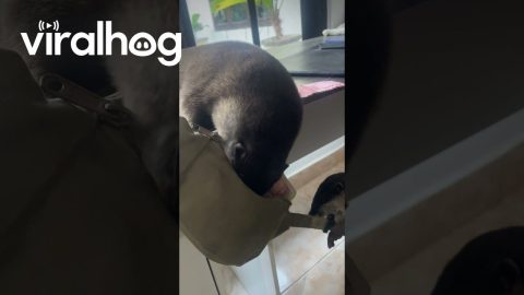 Pet Otters Steal Cash || ViralHog