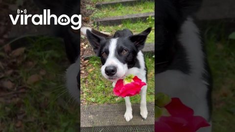Border Collie Brings You a Flower || ViralHog