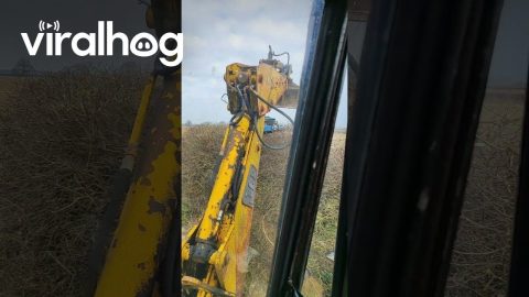Using a Crane to Cut Hedges || ViralHog