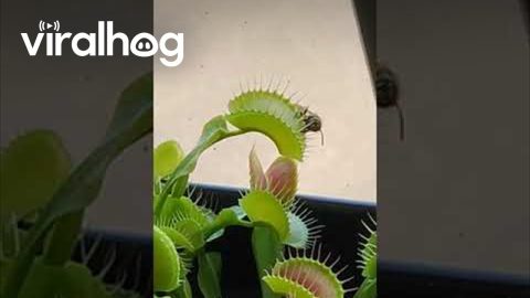 Venus Flytrap vs Wasp || ViralHog