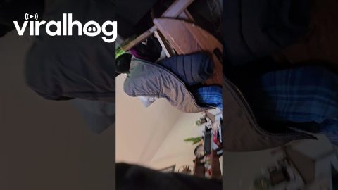 Dog Runs Away With Phone || ViralHog