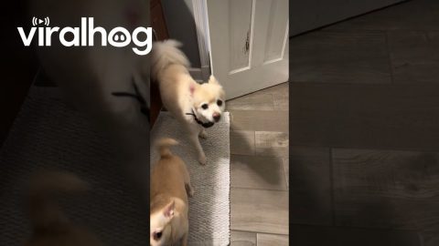 Never Forget to Shut the Door || ViralHog