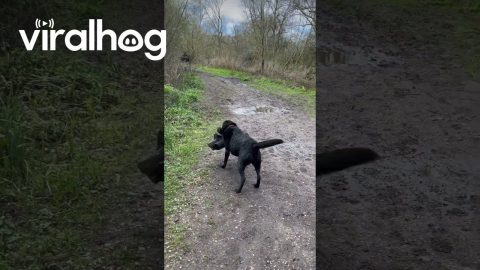 Determined Doggo Carries Heavy Log || ViralHog
