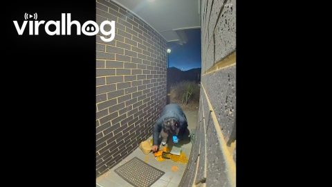 Doorbell Camera Catches Delivery Driver's Bag Breaking || ViralHog