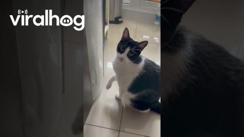 Cat Helps Itself to Water Dispenser || ViralHog