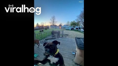 Boxer Puppy Asks to Come Back In || ViralHog