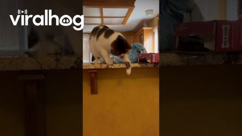 When The Cat Is In Cahoots With Your Dog || ViralHog