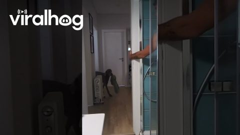 Helpful Dog Brings Owner a Towel || ViralHog