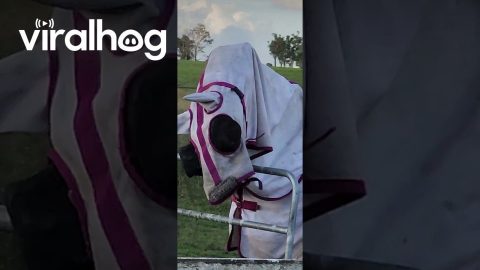 Horse Found With Hood Pulled Over His Eyes || ViralHog