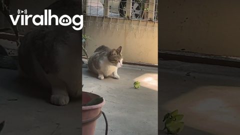 Praying Mantis Picks a Fight With Kitty || ViralHog