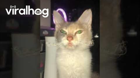 Kitten's Whiskers Look Like a Fancy Mustache || ViralHog