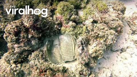 Diver Discovers Quran On Mauritius Reef || ViralHog