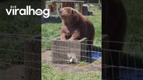 Bear Washes Her Hair || ViralHog