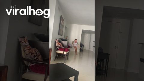 Bird Plays Hide and Seek || ViralHog