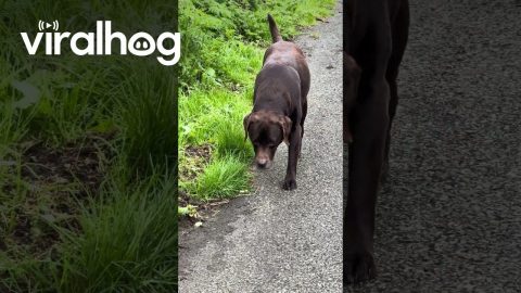 Dog Fakes Injury So Walk Doesn't End || ViralHog