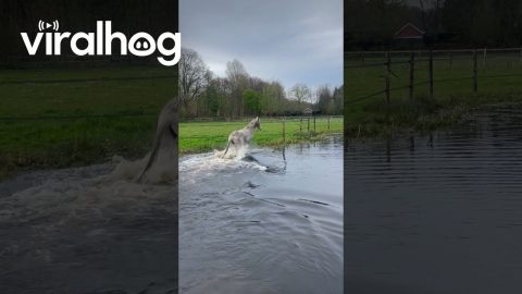 Horse Suddenly Decides He Needs a Bath || ViralHog